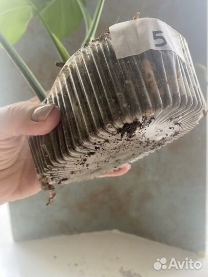 Монстера вариегатная