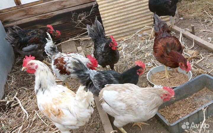 Молодые петухи