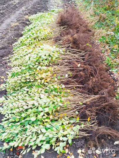 Живая изгородь