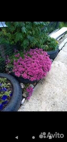 Примулы, седумы очиток, тюльпаны мускари,аллиум