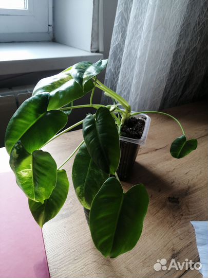 Филодендрон бурле макс вариегатный