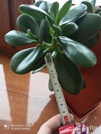 Красула / Толстянка / Денежное дерево