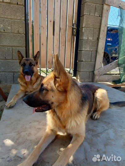 Немецкая овчарка