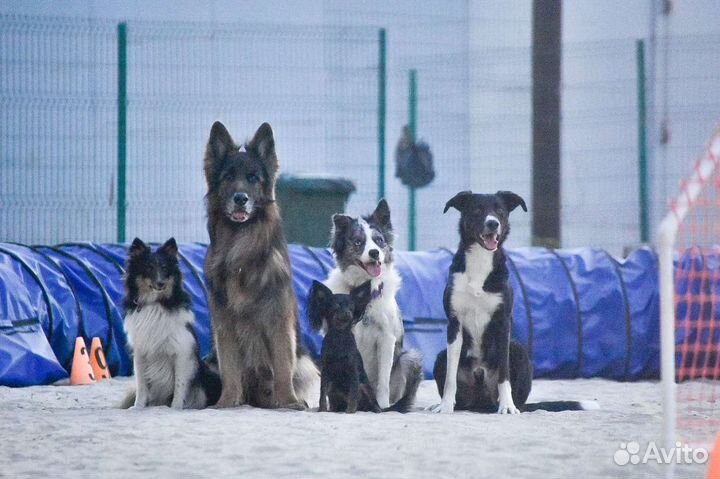 Дрессировка, подготовка к выставке, груминг
