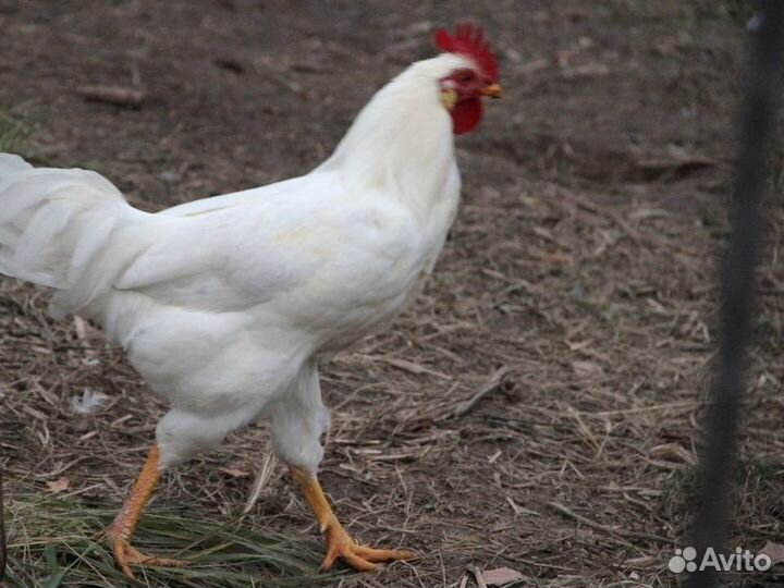 Куры несушки белой яйценоской породы