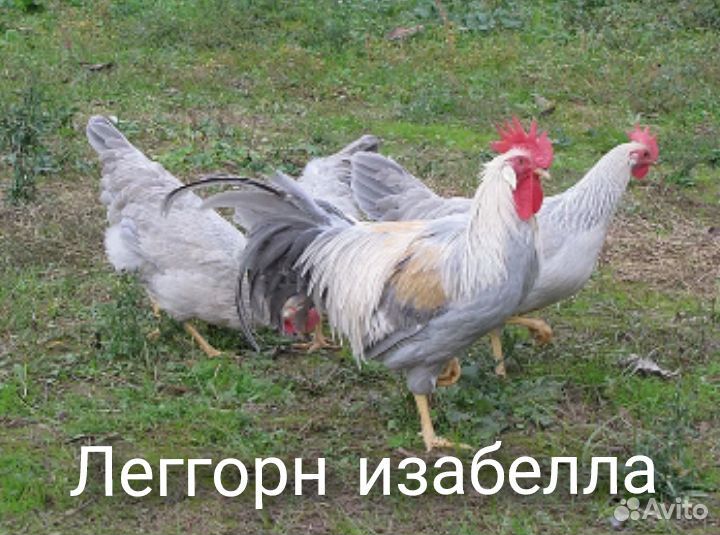 Инкубационное яйцо