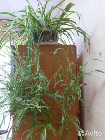 Хлорофитум