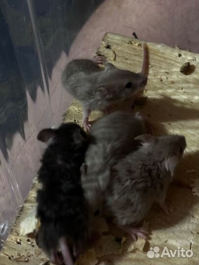 Сатиновые мыши