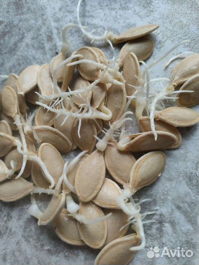 Семена тыквы