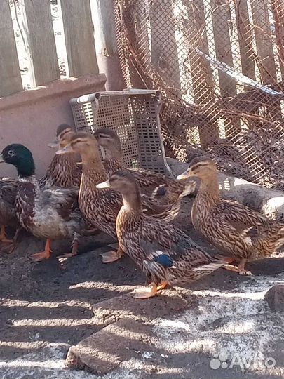 Подсадные утки