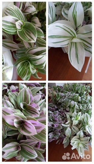 Традесканции 55 сортов