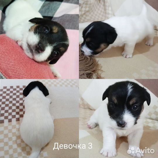 Щенки джек рассел терьер