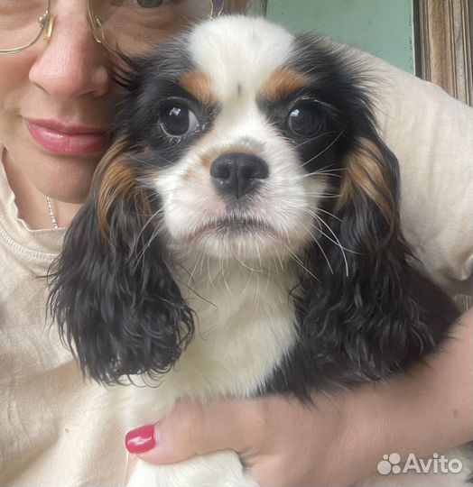 Кавалер кинг чарльз спаниель