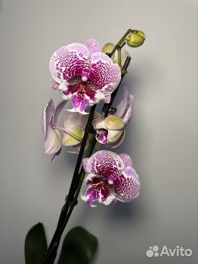 Орхидея фаленопсис биг лип