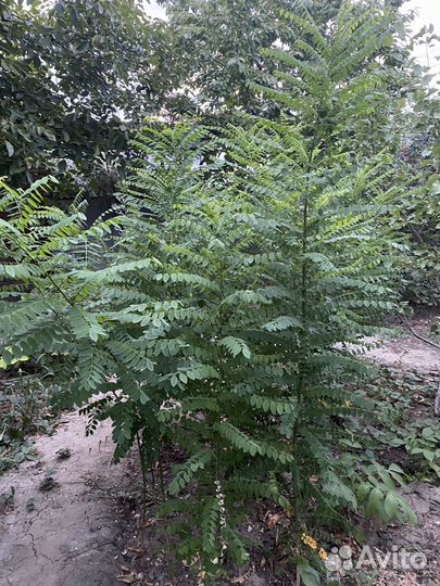 Софора японская