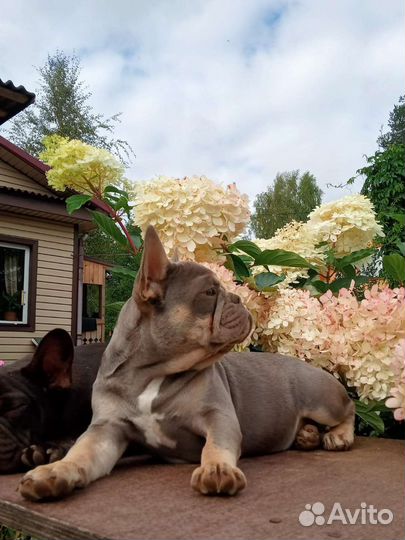 Мальчик и Девочка Французкий бульдог