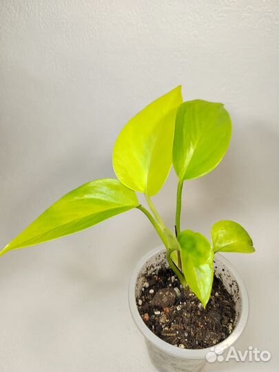 Эпипремнумы разные