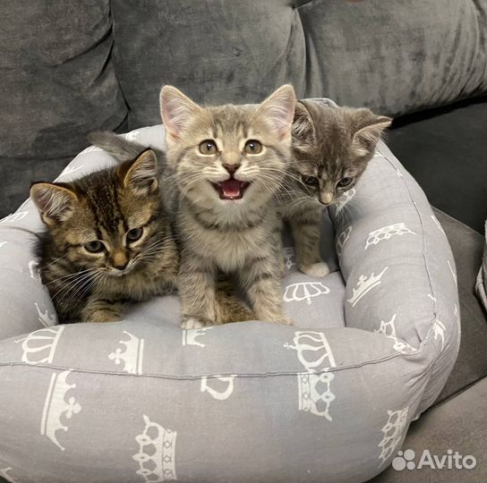 Милые котята