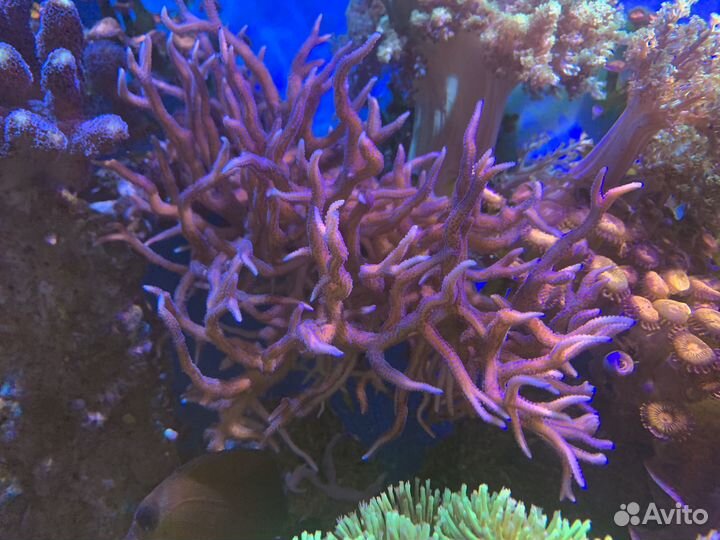 Морские кораллы