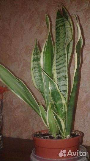 Комнатные растения цветы