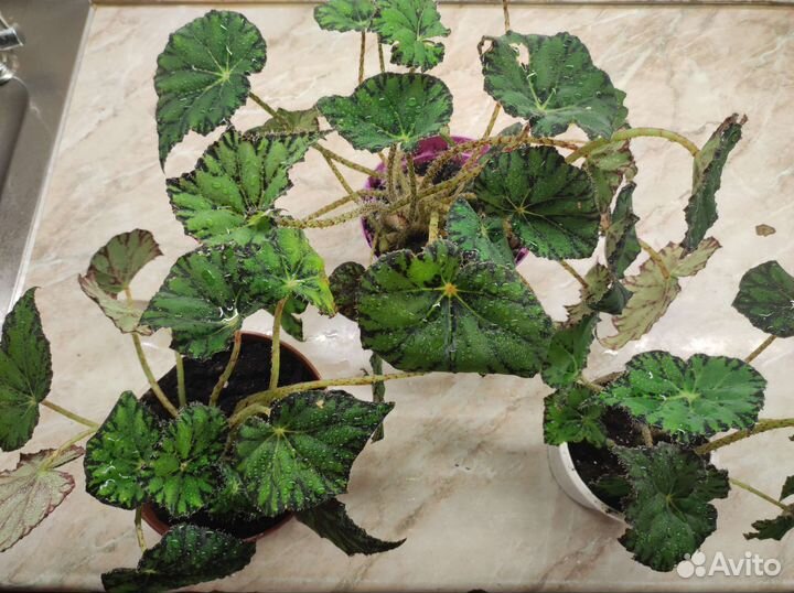 Комнатные цветы