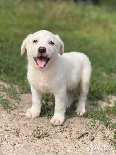 Щенок 2 месяца бесплатно