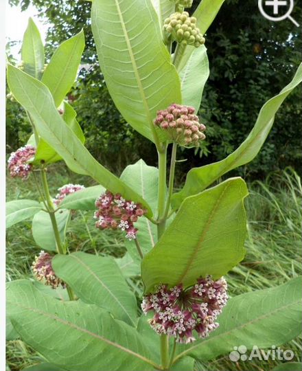 Медонос и для сада и для огодода