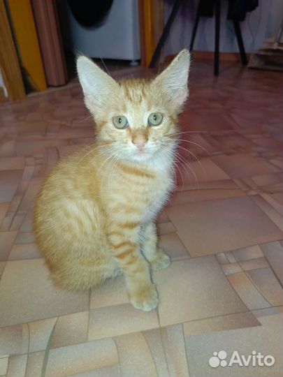 Рыжий котенок (мальчик)