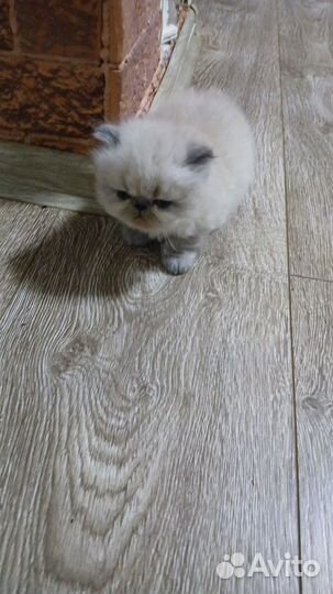 Персидские котята