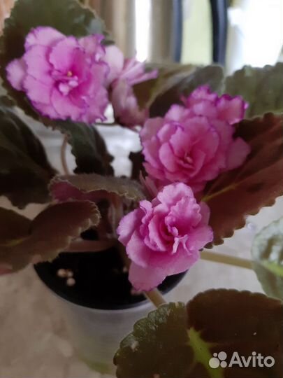 Детки сортовых фиалок