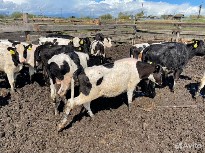 Телята бычки