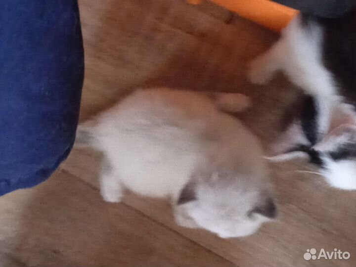 Котята отдам в добрые руки бесплатно