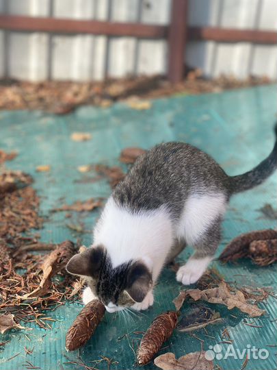 Котик в добрые руки