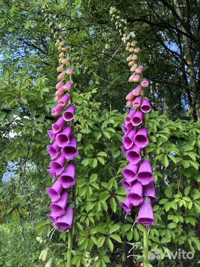 Многолетние цветы продаю