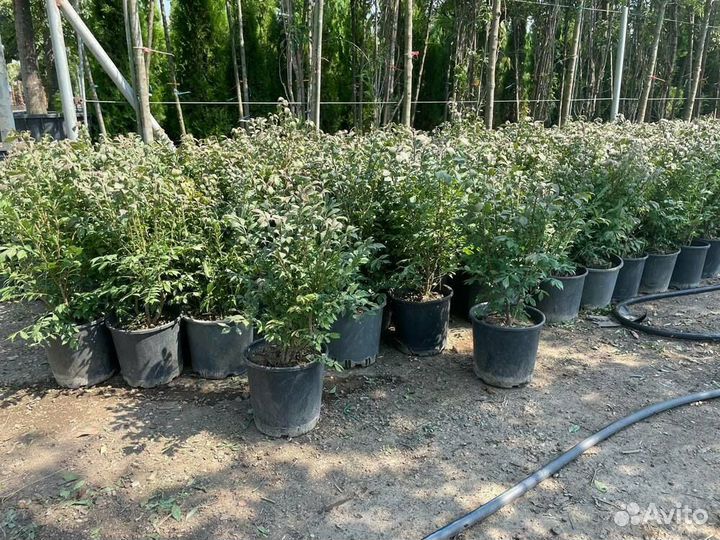 Бересклет крылатый/С10/12 60+ см