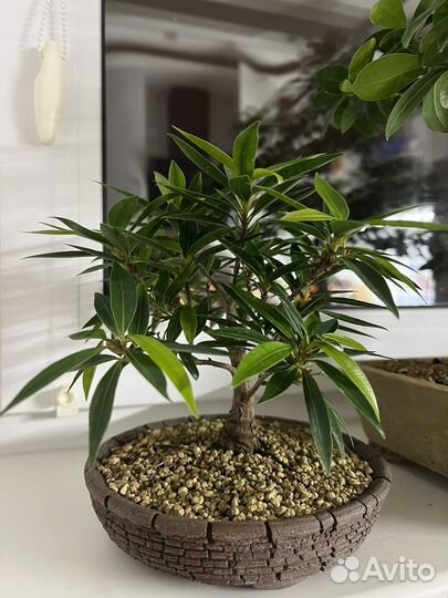 Фикус Neriifolia (нериифолия, саликария)