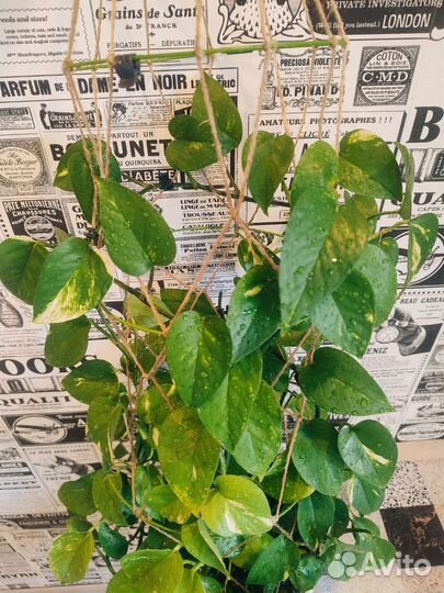 Эпипремнум золотистый укорененные черенки