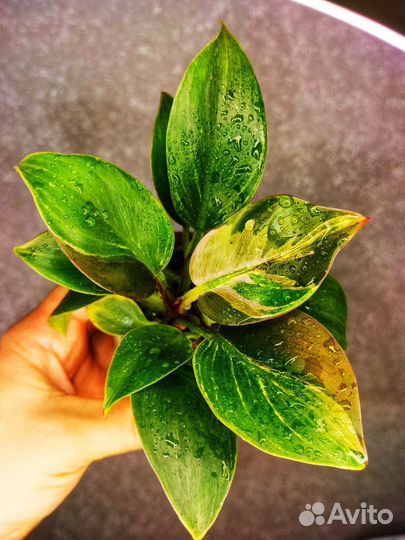 Филодендрон Биркин Вариегантный