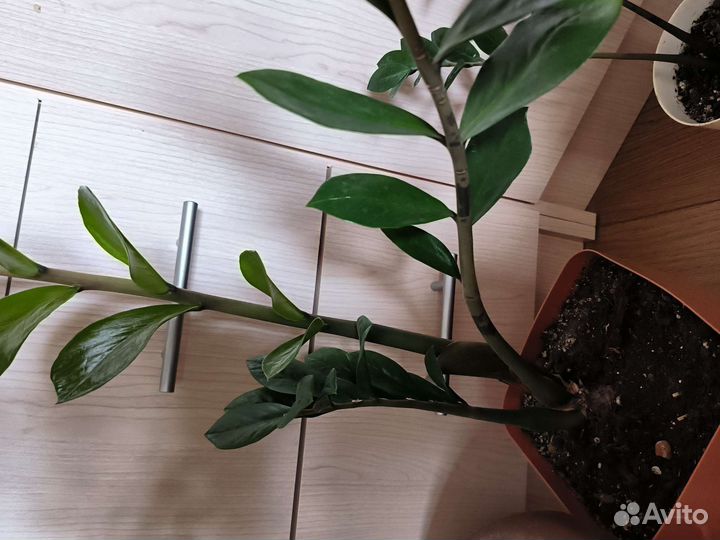 Комнатные цветы