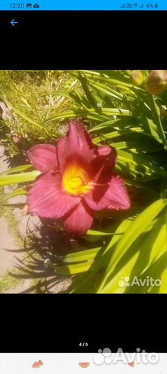 Лилейники сортовые