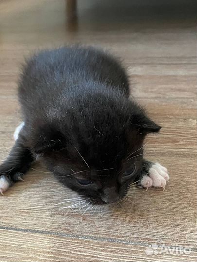 Отдам котёнка в добрые руки