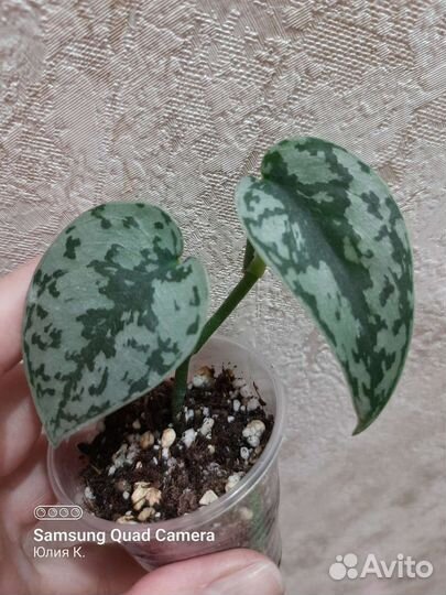 Сциндапсус