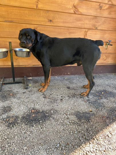 Ротвейлер на вязку