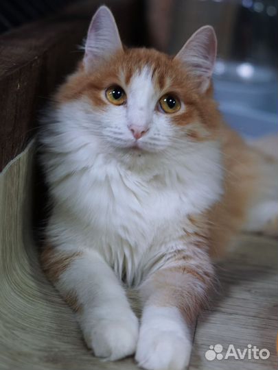 Шарлотта, 1 год