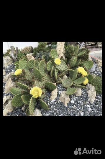 Кактусы уличные декоративные (Доставка бесплатная)