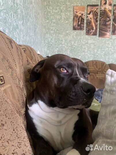 Стаффордширский терьер ищет даму сердца