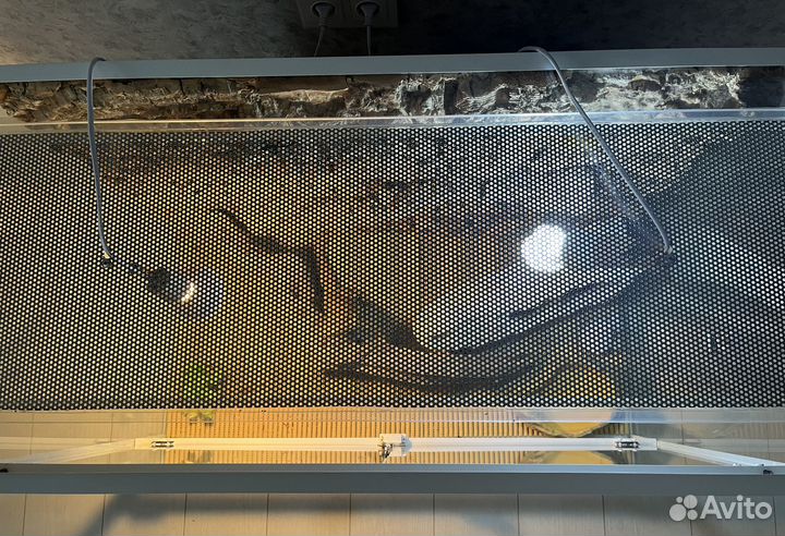 Террариум для рептилий