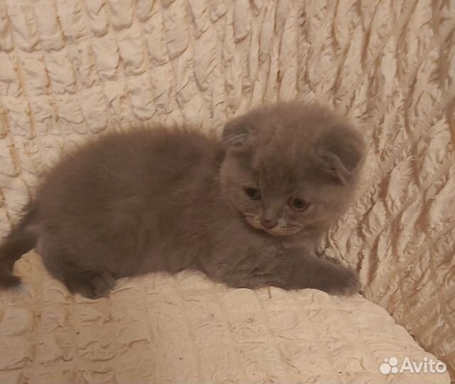Шотландская вислоухая девочка