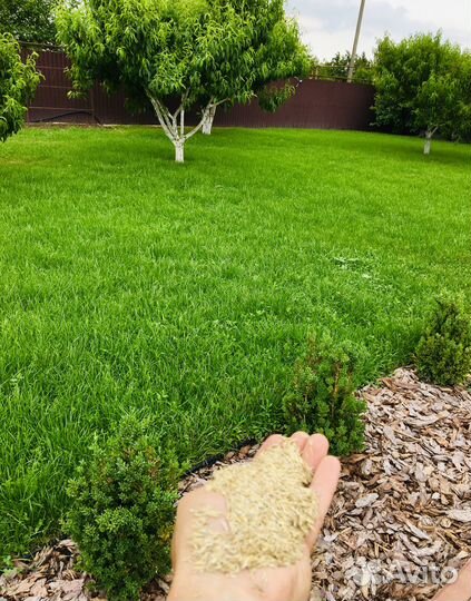 Овсяница красная