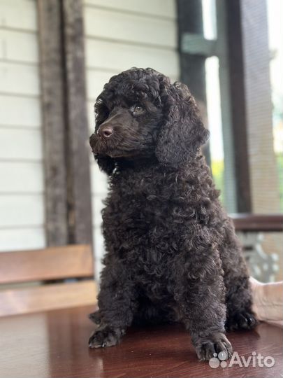 Щенки малого пуделя